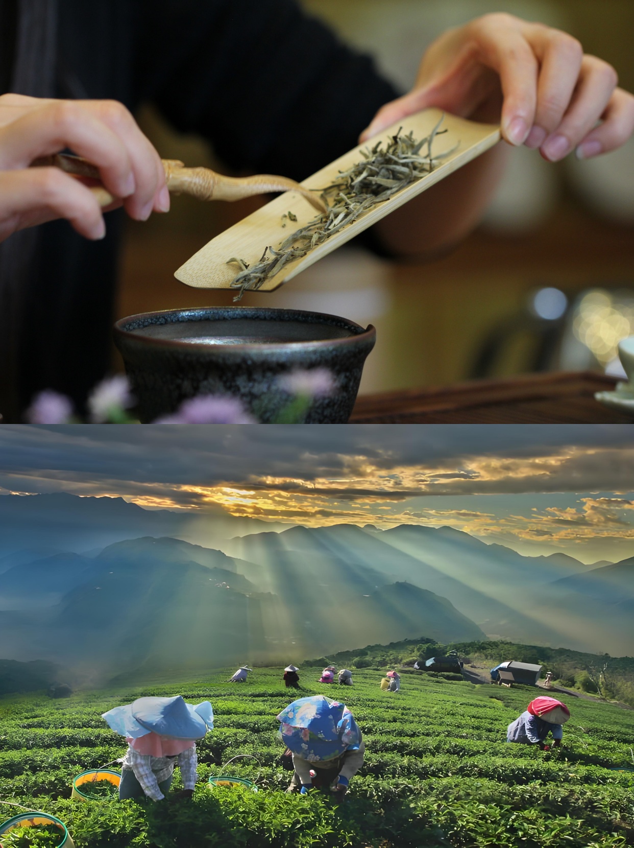 茶香幽然，径山寻韵 —— 一场身心畅享之旅